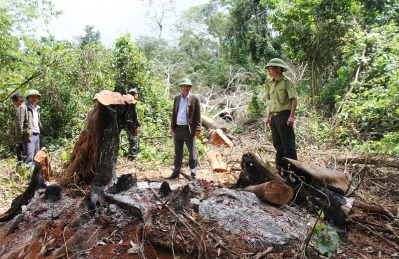 Người dân phá rừng để lấn chiếm đất xảy ra ở huyện Kbang nguoi-dan-pha-rung-de-chiem-dat